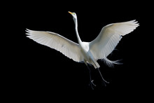 Giant Egret In Flight