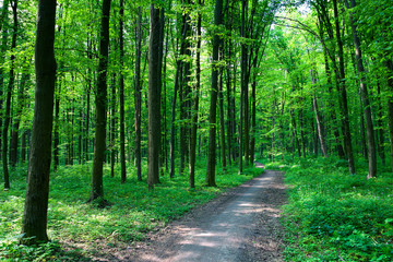  beautiful green forest
