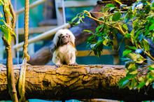 Cotton-top Tamarin In A Zoo