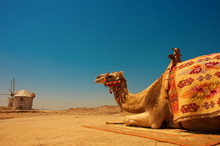 Camel Under The Scorching Sun