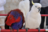 Fototapeta Zwierzęta - ARA papugi
