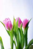Fototapeta Tulipany - Beautiful pink tulips on light background