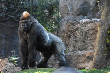 strong adult black gorilla