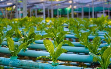 Wall Mural - hydroponic farm