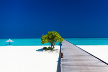 Beautiful Beach With Wodden Jetty And Single Tree In Maldives