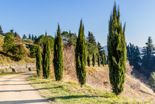 Country Lane Bordered By Cypresses