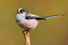 Long Tailed Tit Bird In The Wild