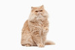 Cat. Red persian cat on white background