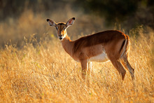 Female Impala Antelope In Early Morning Light