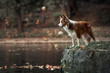 young border collie dog standing on the edge of pond