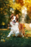 Fototapeta Konie - young border collie dog playing with leaves in autumn