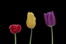 Red, Yellow And Purple Tulip On A Black Background