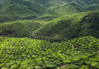 Tea plantation in the mountains