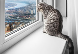 Fototapeta Koty - cat sitting on a window sill