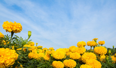 Wall Mural - Yellow marigold flowers