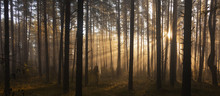 Sunrise In Forest