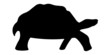 Schildkröte Silhouette