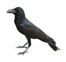 Black Crow Isolated On White Background