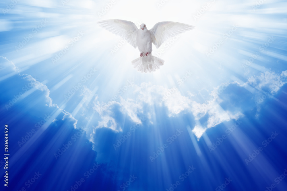 Holy spirit dove - obrazy, fototapety, plakaty 