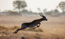Antelope Is Running Across The Savannah In Botswana. Jump.