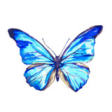 Fototapeta Motyle - butterfly648