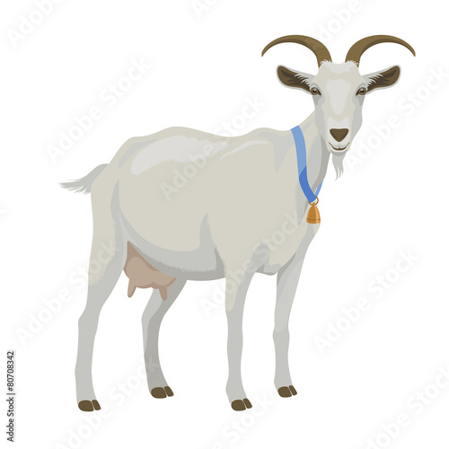 Fényképezés  White goat, side view, isolated