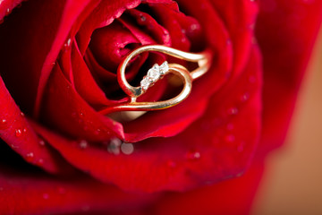 Canvas Print -  gold  engagement ring in beautiful rose flower