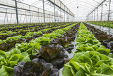 Fototapeta Miasta - Lettuce crops in greenhouse