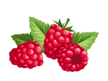 Raspberry. Vector Illustration.