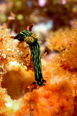 nembrotha sp nudibranch kapoposang indonesia diver scuba diving