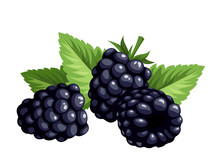 Blackberries Isolated On A White Background. Vector.