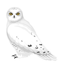 Snowy Owl. Vector Illustration.