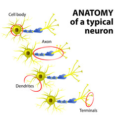 Wall Mural - Anatomy of a typical neuron