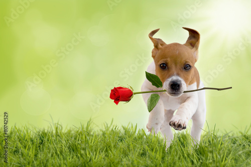 Foto-Tischdecke - Jack Russell Terrier Welpe mit roter Rose (von Photo-SD)