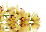Fototapeta Storczyk - Kwitnąca orchidea