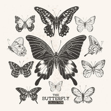 The Vintage Butterfly Collection