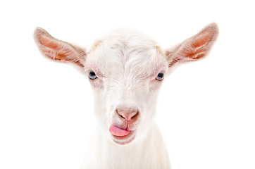 portrait of a goat showing tongue