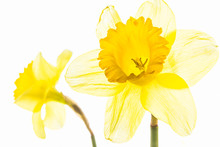 Two Yellow Daffodils Close Up