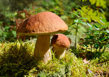 Two Mushrooms In Forest