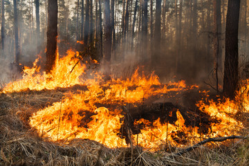 Forest fire in progress