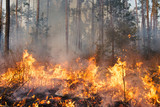 Fototapeta Góry - Forest fire in progress
