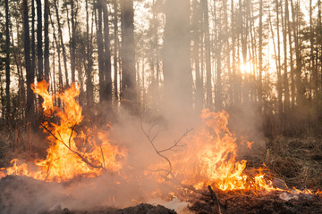 Forest fire in progress