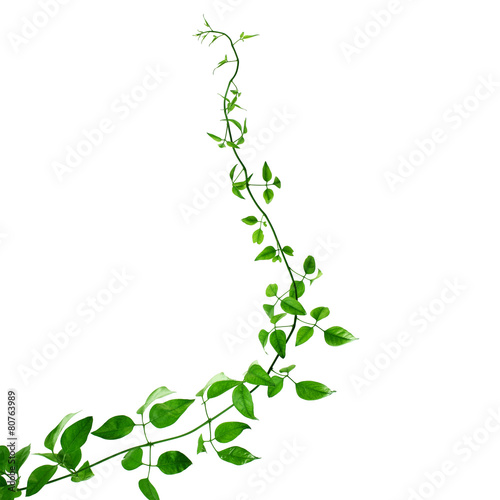 Photographie Green creeper on a white background