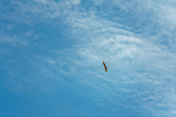 bird flying in the sky