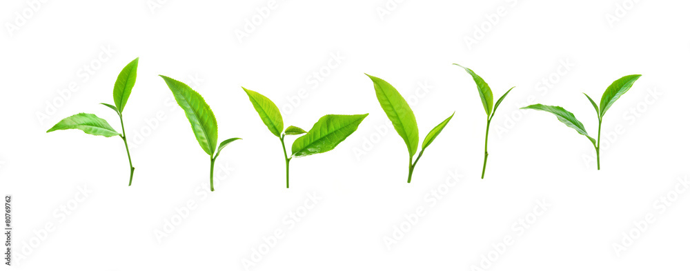 Green tea leaf isolated on white background. - obrazy, fototapety, plakaty 