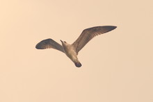 Vintage Style Image Of A Gull
