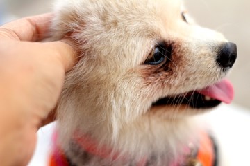 Pomeranian dog white lovely in the park.