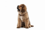 Fototapeta Psy - Dog. Tibetan mastiff puppy on white background
