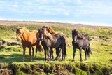 Fototapeta Konie - Horses in a green field of grass at Iceland Rural landscape