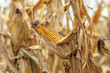 Dojrzała kolba kukurydzy, na polu uprawnym